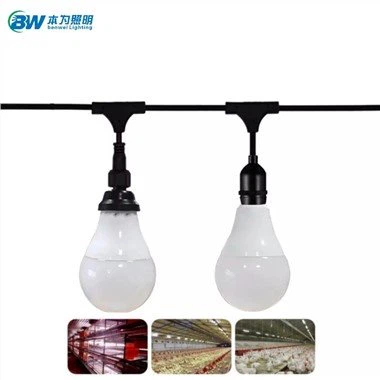 Razsvetljava za prašičje zgradbe