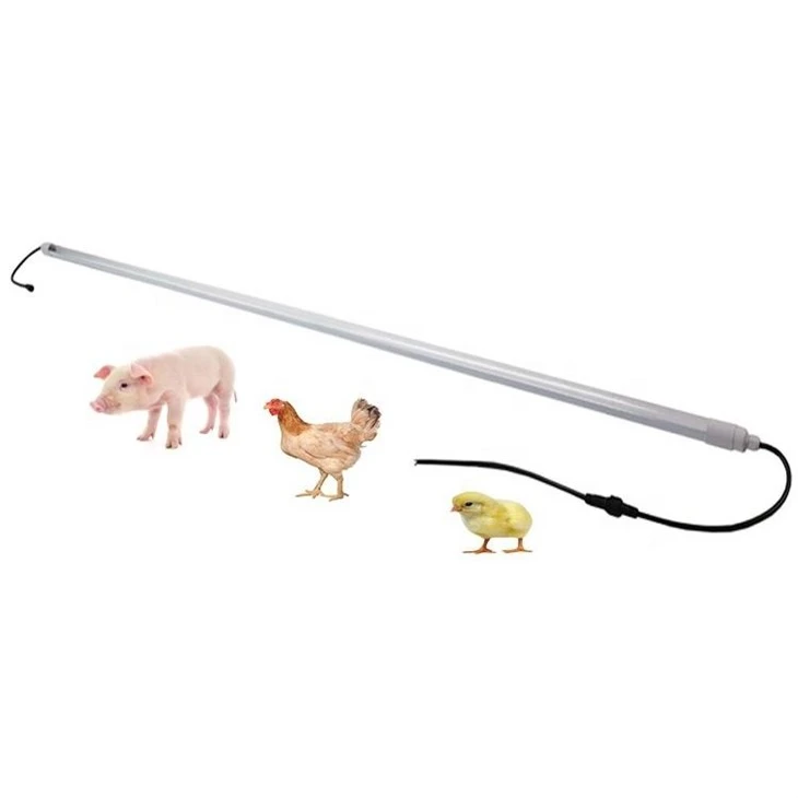 Flicker-Free Led Poultry Light