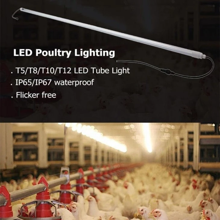Flicker-Free Led Poultry Light price