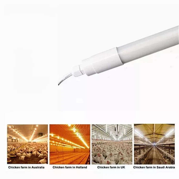 poultry house lighting poultry house lighting