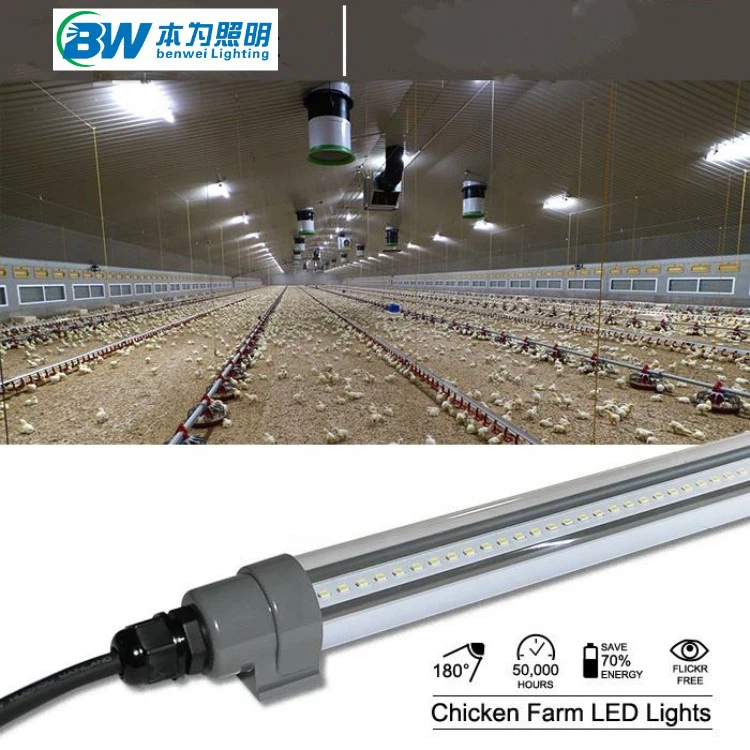 led chicken light led chicken light