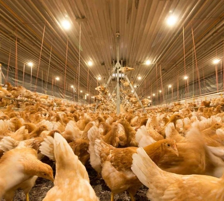 chicken lights led chicken lights led