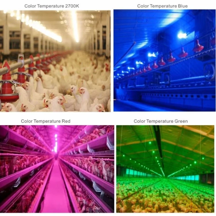 Flicker-Free Led Poultry Light Waterproof Flicker-Free Led Poultry Light Waterproof